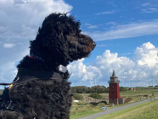 156. Fotochallenge *** DEIN HUND UND DIE WUNDERSCHÖNEN WOLKEN ***-Beitrag-Bild
