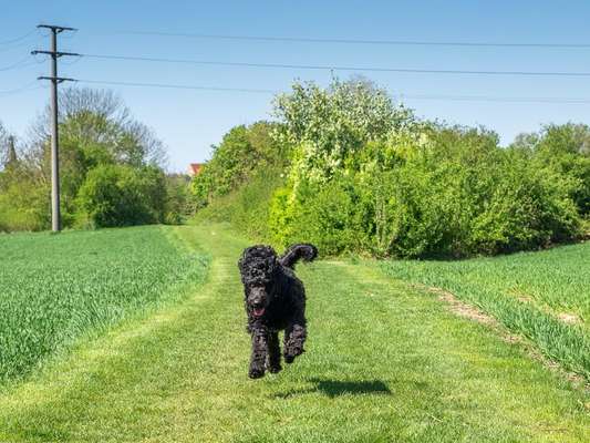 Handy Fotochallenge Nr. 52: Dein Hund mit blauem Himmel-Beitrag-Bild