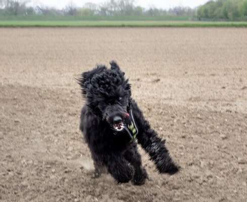 Fotochallenge 66 ~ Rennaction -Zeig deinen Hund im Lauf-Beitrag-Bild