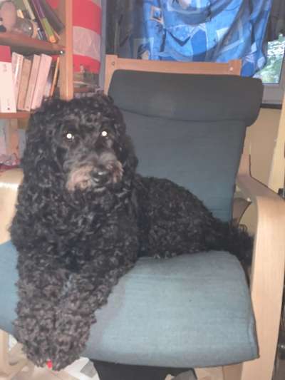 Top Dog-der Live Ticker Thread-Beitrag-Bild