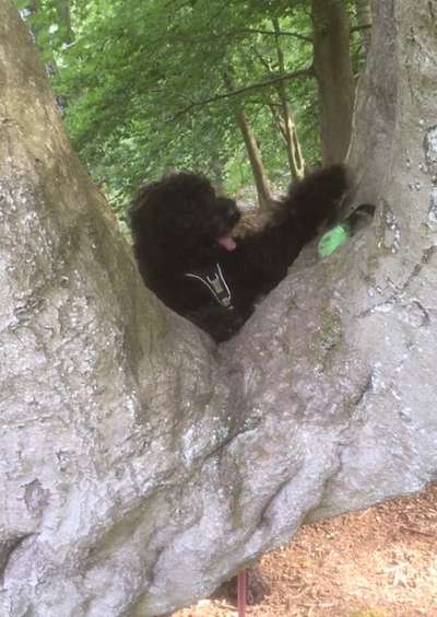 Fotochallenge NR. 123     -Karneval der Tiere--Beitrag-Bild
