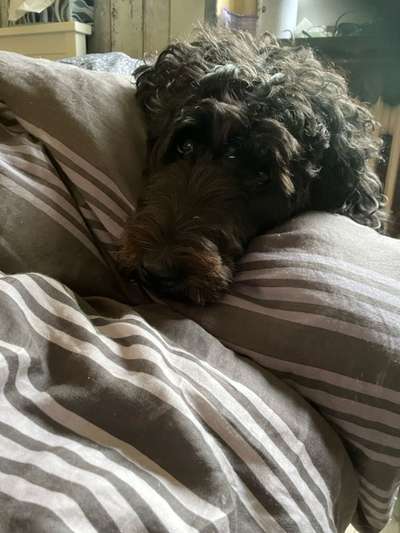 Freddys Kummerkasten-Beitrag-Bild