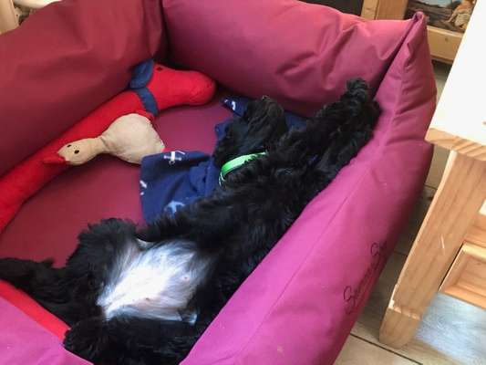 Dogorama Photo Challenge - Zeigt her eure Bäuche-Beitrag-Bild