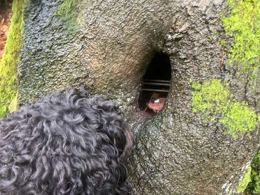 Freddys Kummerkasten-Beitrag-Bild