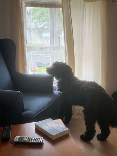 Freddys Kummerkasten-Beitrag-Bild