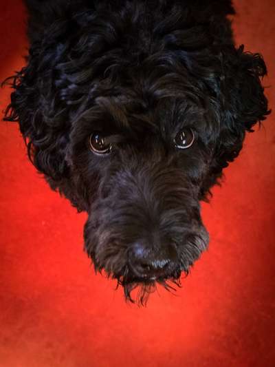 11. Farben Foto Challenge Rot-Beitrag-Bild