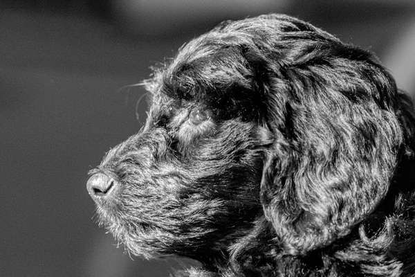 Foto-Challenge 76: Foto in Schwarz-Weiss-Beitrag-Bild