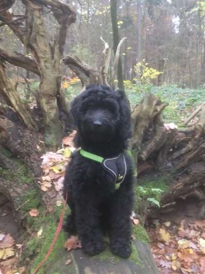 Dogorama Photo Challenge- Wurzeln-Beitrag-Bild