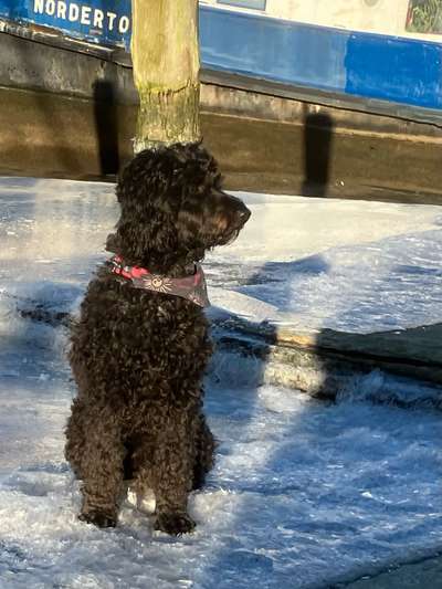 Freddys Kummerkasten-Beitrag-Bild