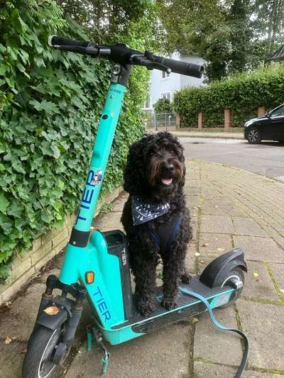 Freddys Kummerkasten-Beitrag-Bild