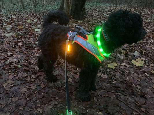 Freddys Kummerkasten-Beitrag-Bild