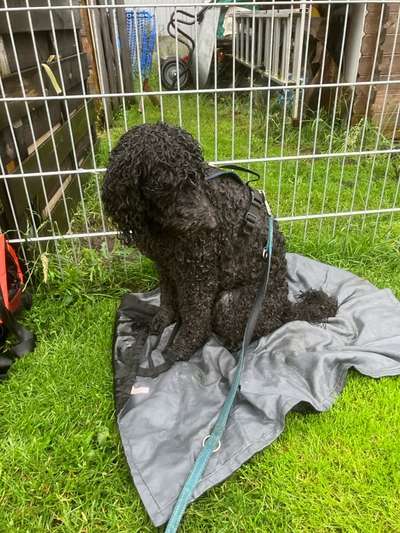 Freddys Kummerkasten-Beitrag-Bild