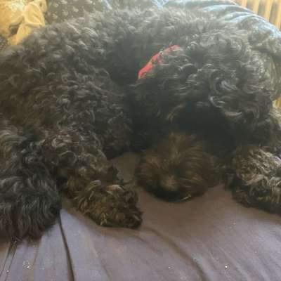 Freddys Kummerkasten-Beitrag-Bild