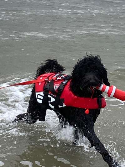 Schwimmen lernen-Beitrag-Bild