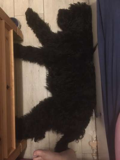 Reisegefährt*innen bei Schnauzberts Winterreise-Beitrag-Bild