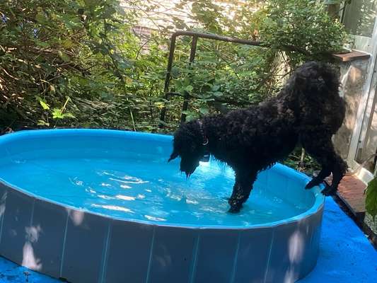 Freddys Kummerkasten-Beitrag-Bild