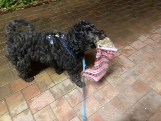 Fotochallenge 111: Endlich! Morgen kommt der Nikolaus..-Beitrag-Bild