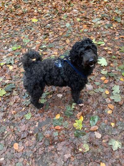 Reisegefährt*innen bei Schnauzberts Winterreise-Beitrag-Bild