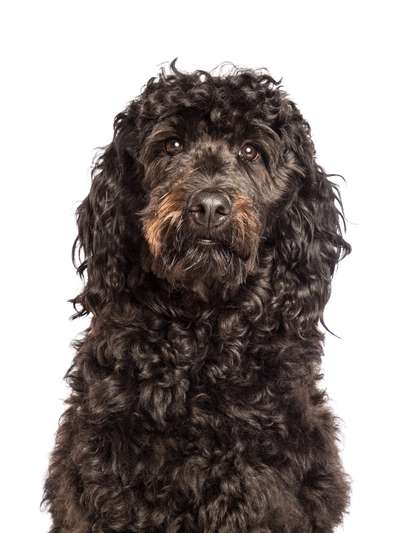 Fotochallange Nr. 57     PORTRÄT.   Beendet!!!!!!!!-Beitrag-Bild