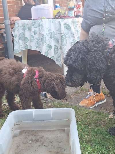 Freddys Kummerkasten-Beitrag-Bild