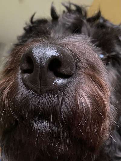 Dogorama Photo Challenge - Details Ganz nah-Beitrag-Bild