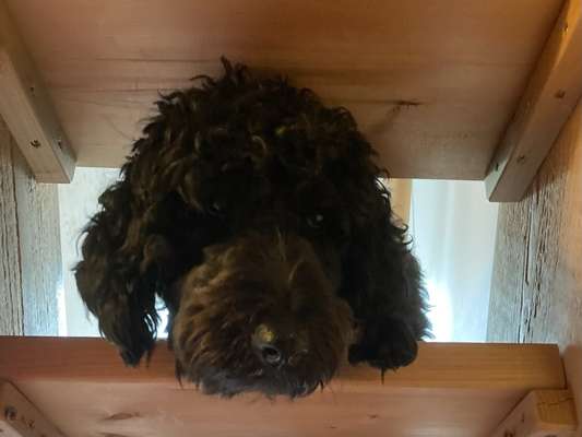 Dogorama Photo Challenge - Durchblick-Beitrag-Bild