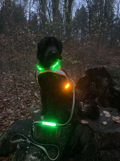 Fotochallenge Nr 96.: Bunt, Bunter, Hund 💐🌹🍁-Beitrag-Bild