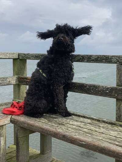 Foto Challenge Nr. 137 - Lass die Ohren fliegen-Beitrag-Bild