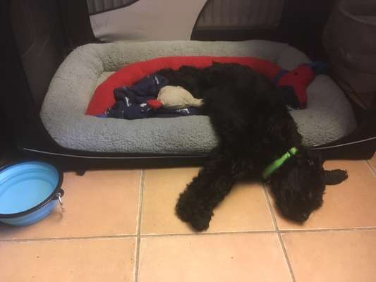 Reisegefährt*innen bei Schnauzberts Winterreise-Beitrag-Bild