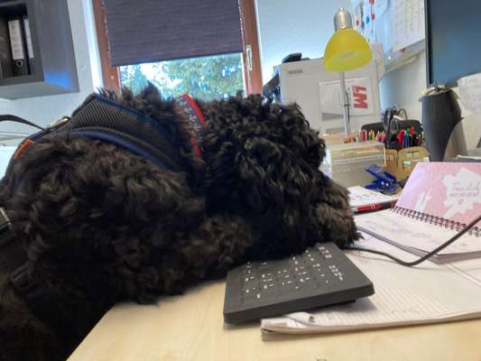 Foto Challenge 112 
ungewöhnliche Schlafplätze-Beitrag-Bild