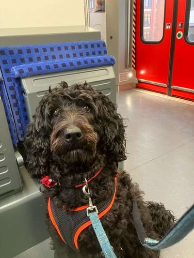 Freddys Kummerkasten-Beitrag-Bild