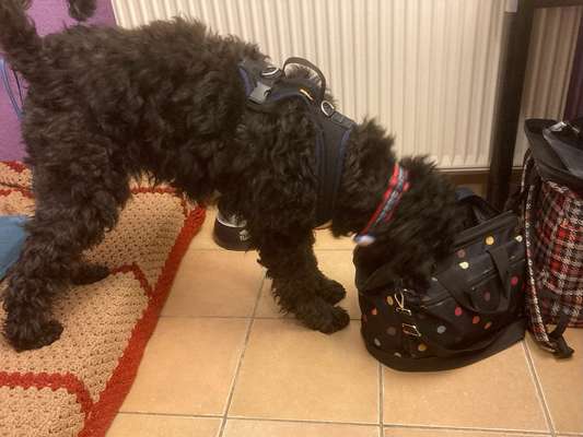 Fotochallenge 113: Auf frsicher Tat ertappt-Beitrag-Bild