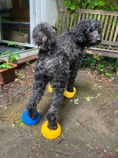 Freddys Kummerkasten-Beitrag-Bild