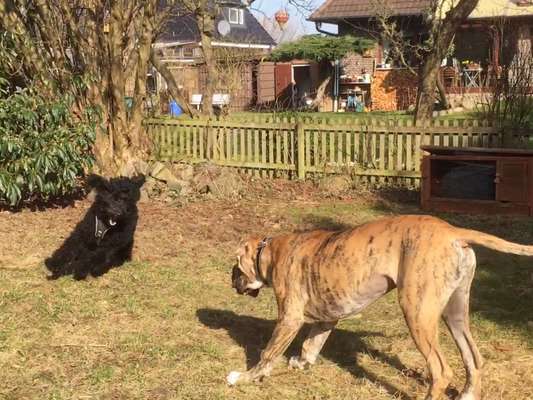 FOTOCHALLENGE 68: Dein Hund und sein bester Freund-Beitrag-Bild