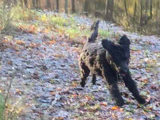 FOTOCHALLENGE 72 - Glücklicher Hund im Schmuddel-Look-Beitrag-Bild