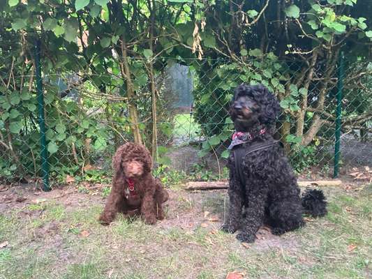 Freddys Kummerkasten-Beitrag-Bild