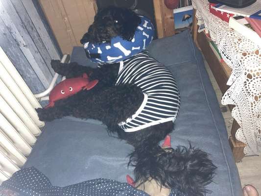 Freddys Kummerkasten-Beitrag-Bild