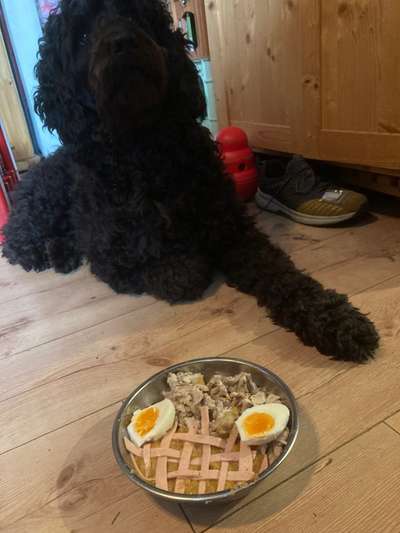 Zeigt her Eure Futternäpfe-Beitrag-Bild