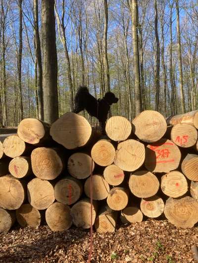 12. Farben Foto Challenge --- Braun-Beitrag-Bild