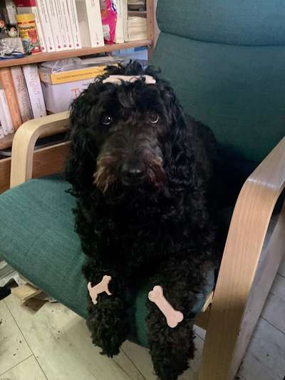 Fotochallenge Nr. 102: Futter balancieren-Beitrag-Bild