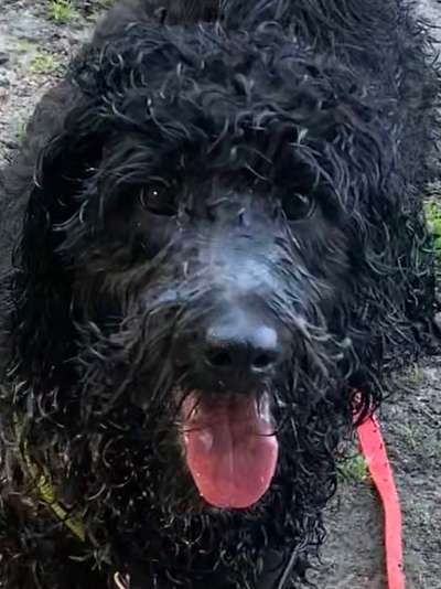 Fotochallenge Nr. 59 - Mein Hund zeigt die Zunge-Beitrag-Bild