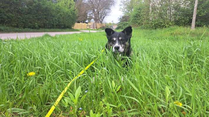 Danke für all eure Antworten! Barney ist inzwischen schmerzfrei und das Thema für uns geklärt. ♡-Beitrag-Bild