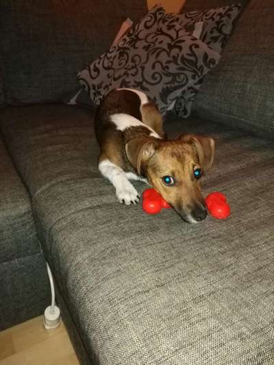 Jack Russel-Beitrag-Bild