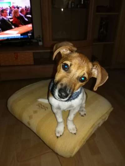 Dogorama Photo Challenge - Hundeblick zum hinschmelzen-Beitrag-Bild