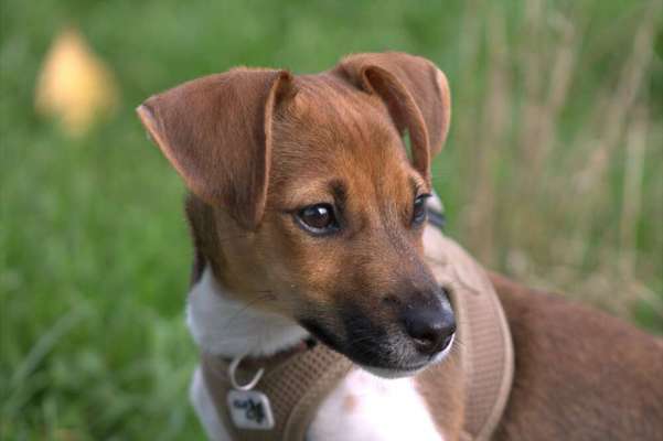 Jack Russel-Beitrag-Bild