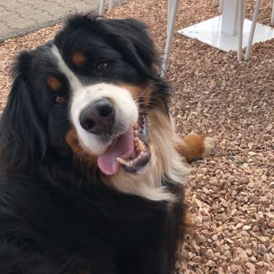 Hundetreffen-Spazieren oder spielen-Bild