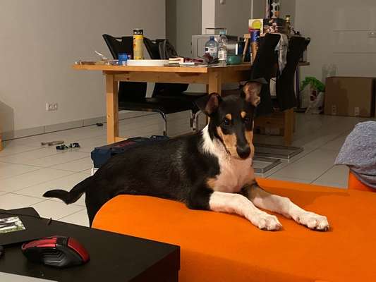 Kurzhaarcollies (und Mixe)-Beitrag-Bild