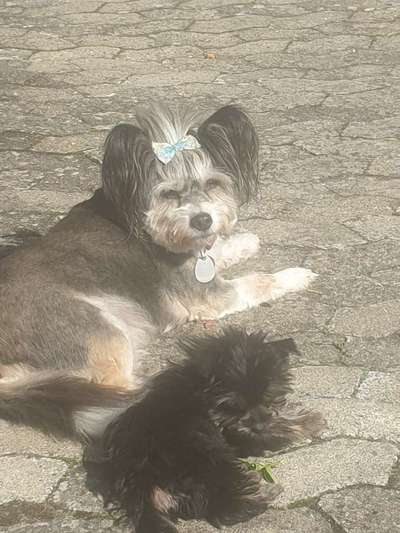 Mischlingshunde Foto Aufruf-Beitrag-Bild