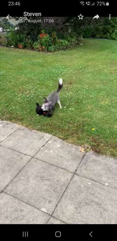 Die Dogorama Wochen Challenge-Beitrag-Bild