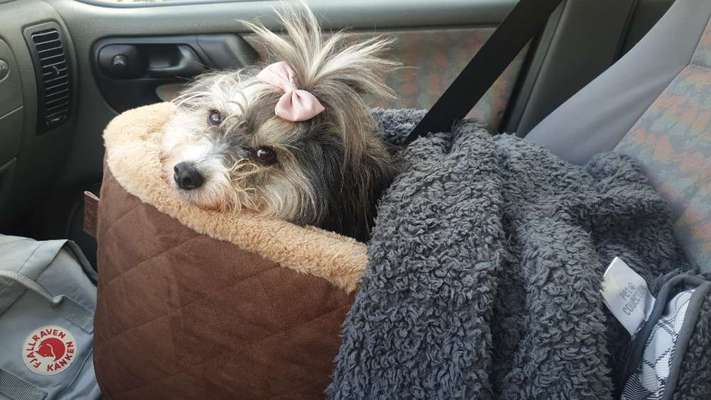 Die Dogorama Wochen Challenge-Beitrag-Bild